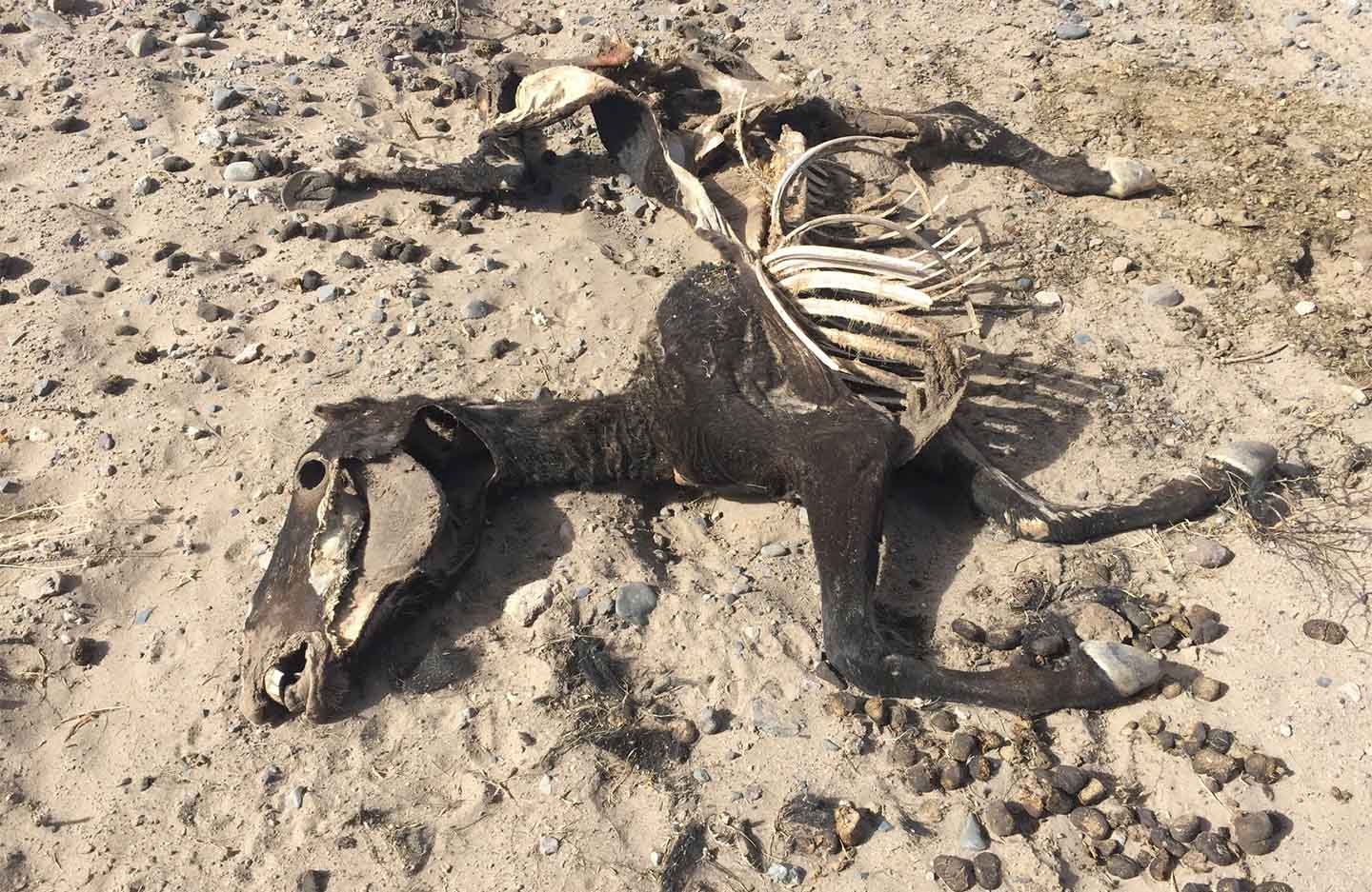 Sun-bleached skeletal remains of a horse on a dry riverbed