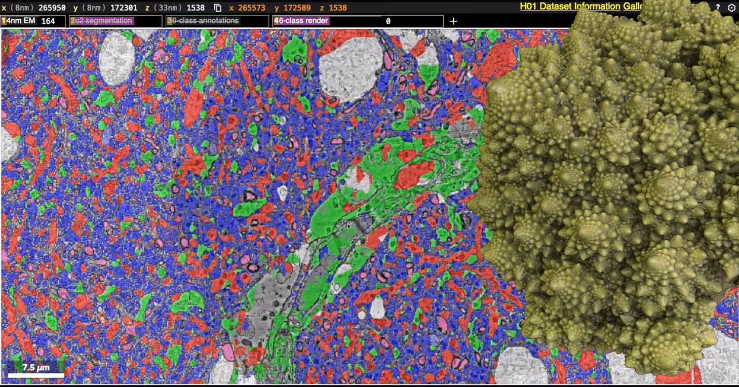 Film still pairing a colour-coded neural connectome map with a rendered Romanesco broccoli's fractal form